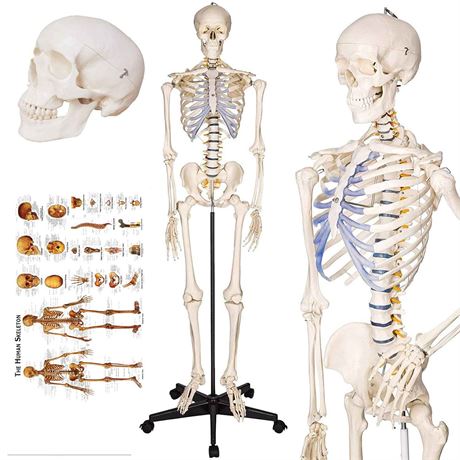 TakeTex 180CM Life Size Anatomical Skeletal Model With Stand $249 